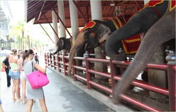 Thaiföld Nong Nooch trópusi parkja