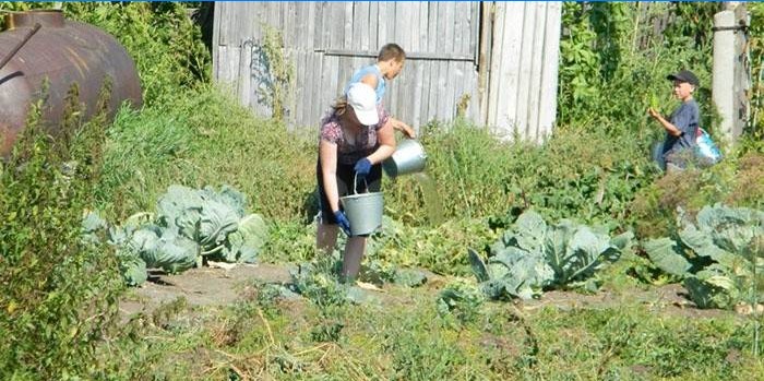 A nyári lakosok a káposztát locsolják
