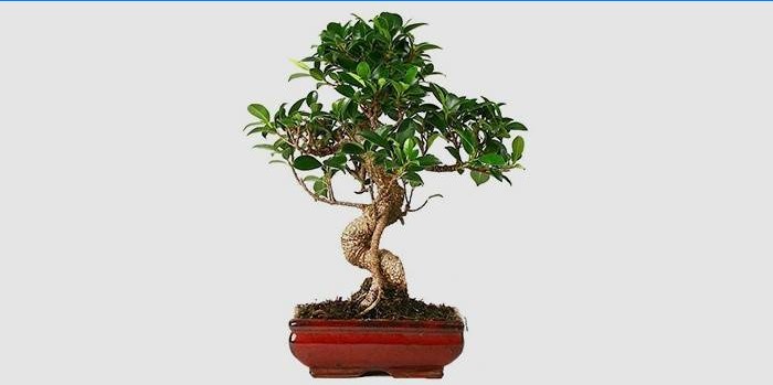 Beltéri Ficus Bonsai