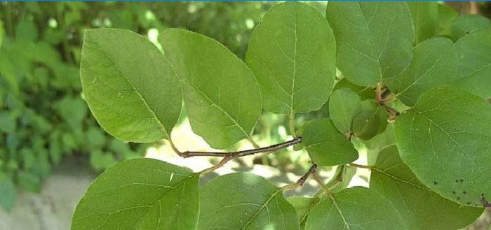 A birs levél használata cukorbetegségben