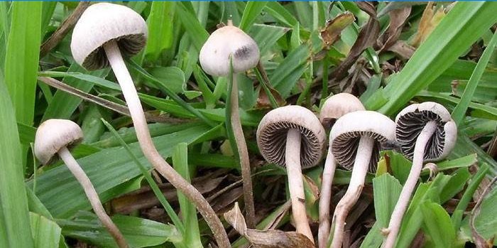 Halucinogén gombák az erdőben