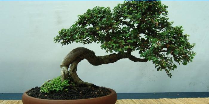 Ajándék bonsai