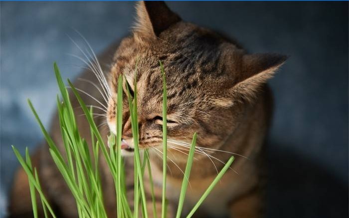 Macska füvet eszik
