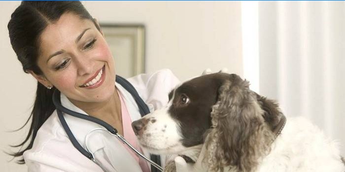Állatorvos kezeli a kutya dörzsölését