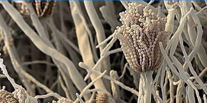 Gombaallergén aspergillus fumigatus