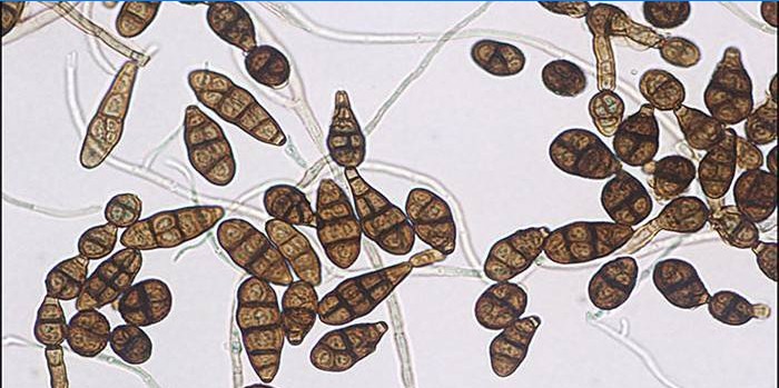 Alternaria gomba terjedése