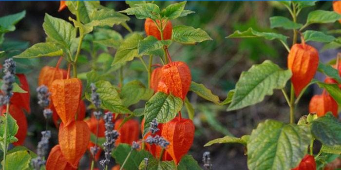 Physalis növény