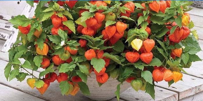 Dekoratív physalis egy fazékban