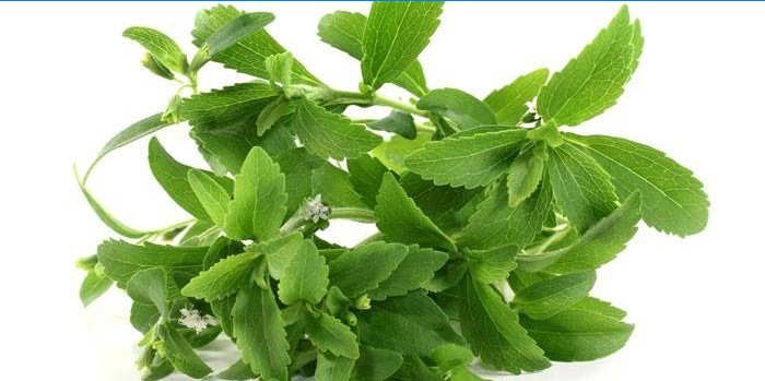 Stevia gyógynövény