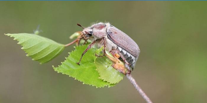 Maybug egy növényen