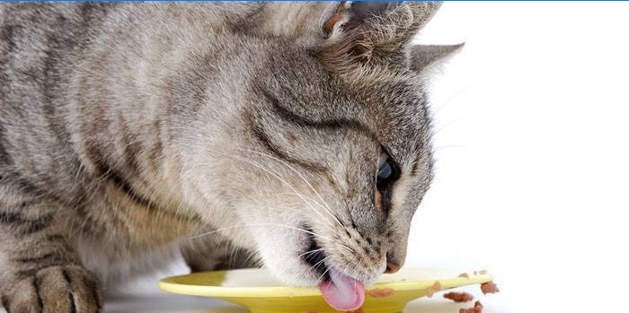 Macska eszik egy tányérról