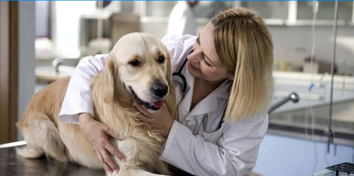 Kutya és állatorvos