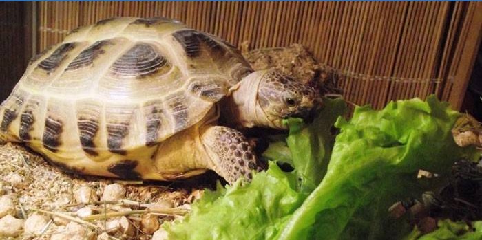 Terrapin terrárium