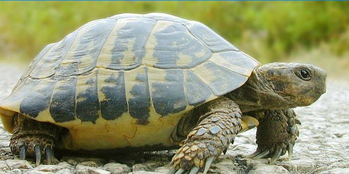 A teknős sétál a pályán