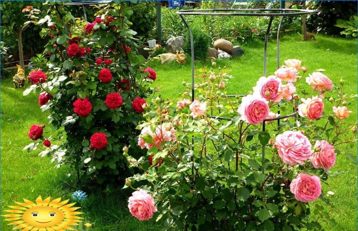 Rózsa a kertben