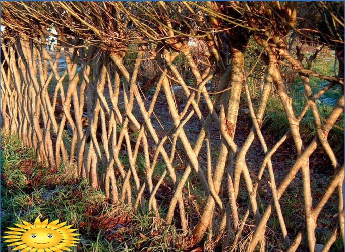 Willow sövények: példák és tippek