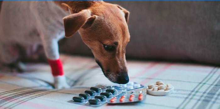 Kutya és tabletták