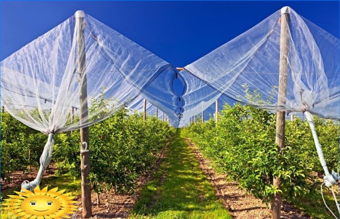 Kerti karbantartás: hogyan lehet megóvni a növényeket a hőtől és az aszálytól