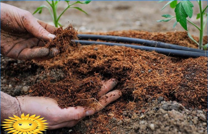 Kerti karbantartás: hogyan lehet megóvni a növényeket a hőtől és az aszálytól