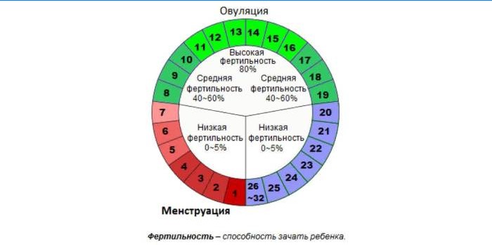 Termékeny napok egy ciklusban