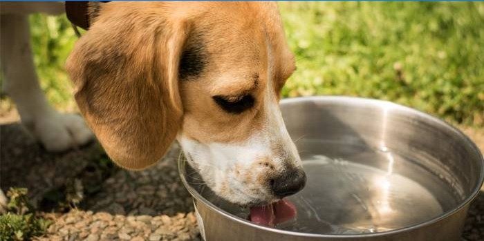Kutya iszik vizet