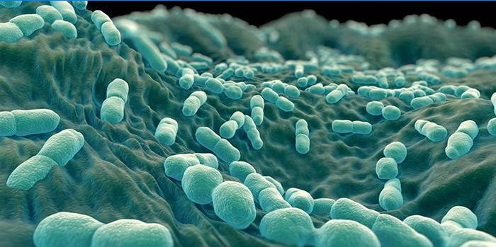 Listeria monocytogenes baktériumok a mikroszkóp alatt