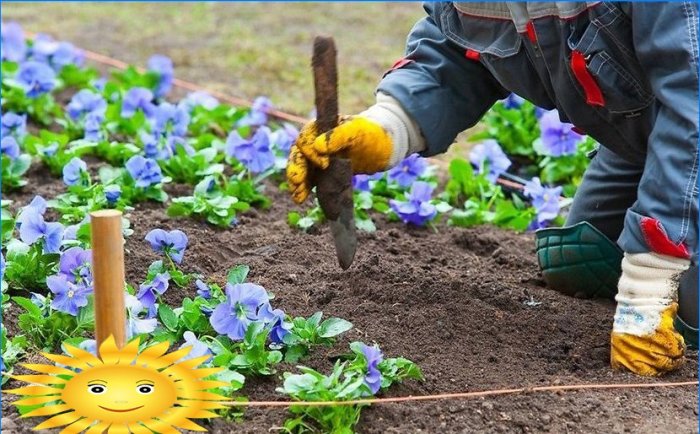 Egynyári virágok nyári tartózkodáshoz: árvácskák - ültetés és gondozás