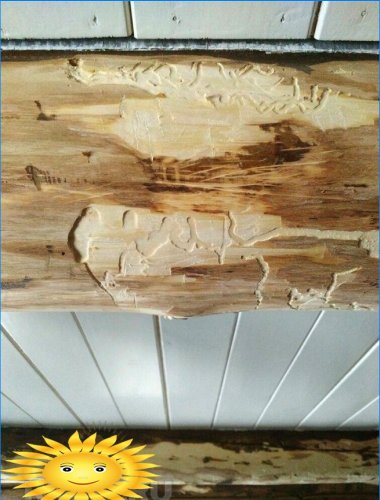 Kérereg bogarak egy fából készült házban