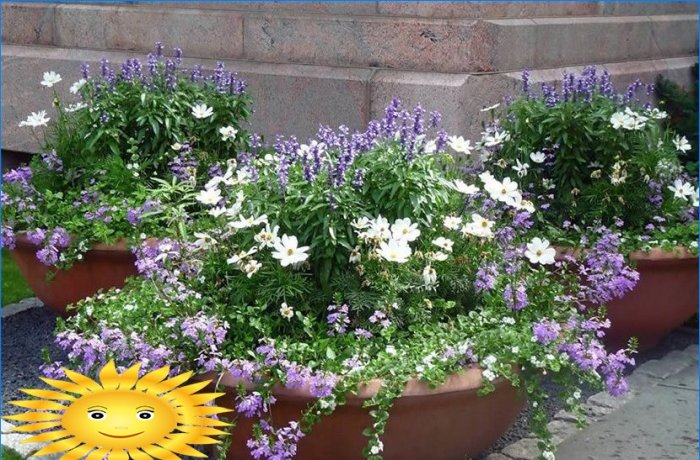 Hogyan készítsünk virágágyást és ültessünk virágot, amely egész nyáron virágzik