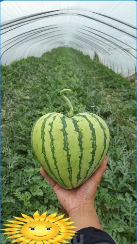 Hogyan lehet termeszteni a szokatlan alakú zöldségeket és gyümölcsöket
