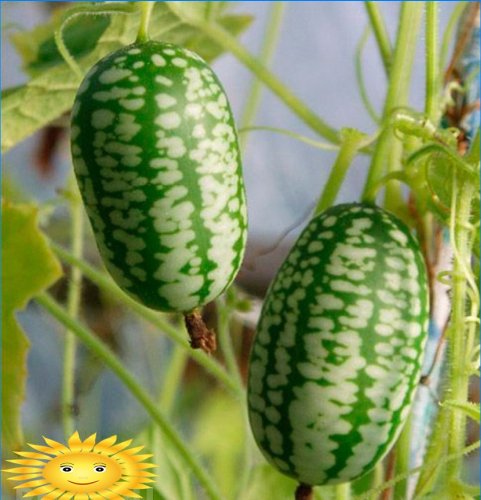 Melotria durva vagy görögdinnye uborka: termesztés és gondozás
