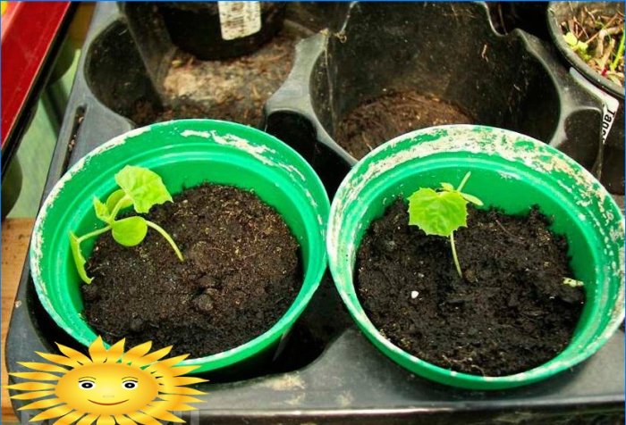 Melotria durva vagy görögdinnye uborka: termesztés és gondozás