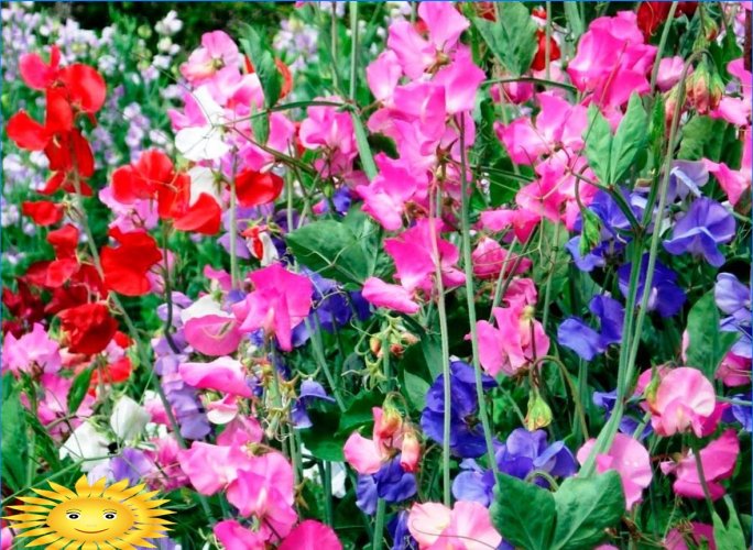 Milyen illatos és illatos virágokat ültessen a kertbe