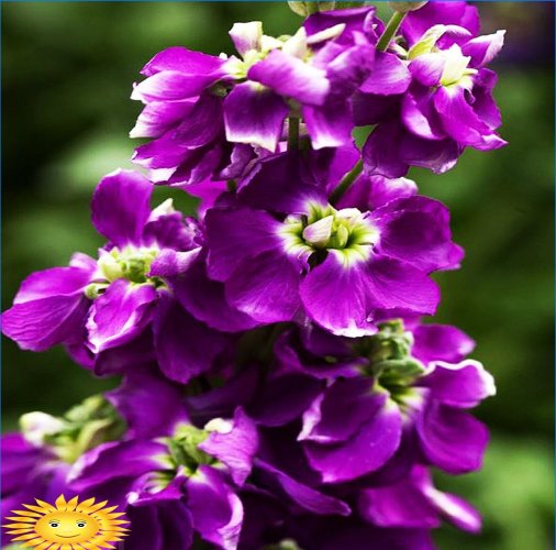 Milyen illatos és illatos virágokat ültessen a kertbe