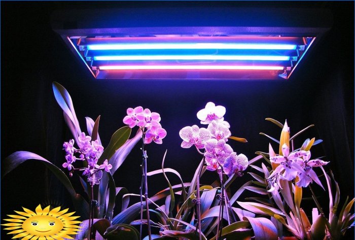 Növényi lámpák beltéri növényekhez és palántákhoz