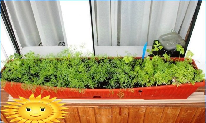 A betakarítás egész évben: zöldségkert az ablakpárkányon