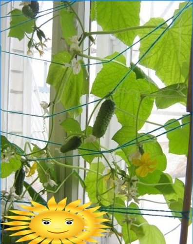 A betakarítás egész évben: zöldségkert az ablakpárkányon