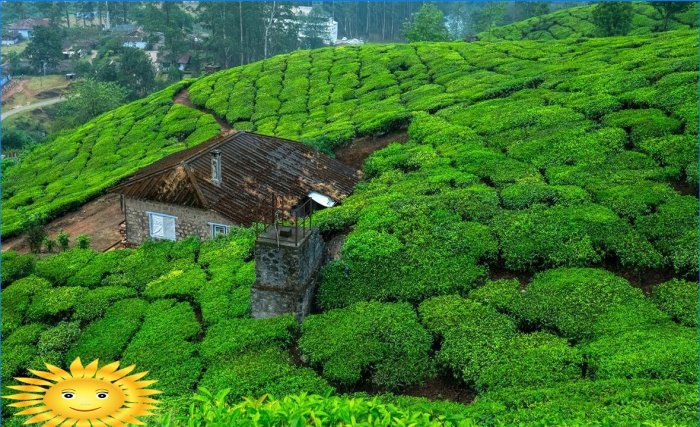 Ház tea ültetvények között Indiában