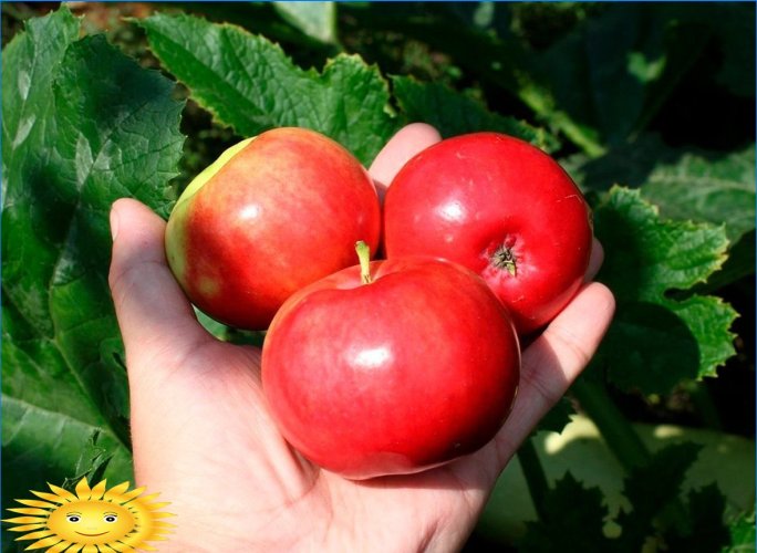Az alma különbözik: megértjük az almafák népszerű fajtáit