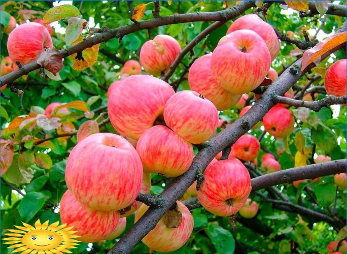 Az alma különbözik: megértjük az almafák népszerű fajtáit