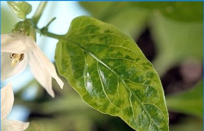 Biogazdálkodás. Hogyan lehet megvédeni a paprikát a kártevőktől és a betegségektől?