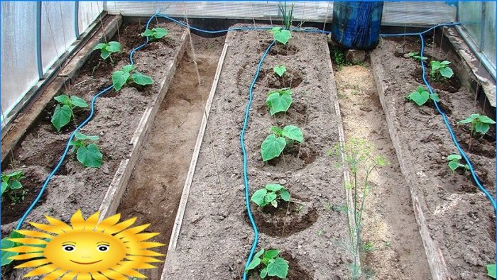 Mesterkurzus: hogyan lehet csepegtető növényeket öntözni üvegházban