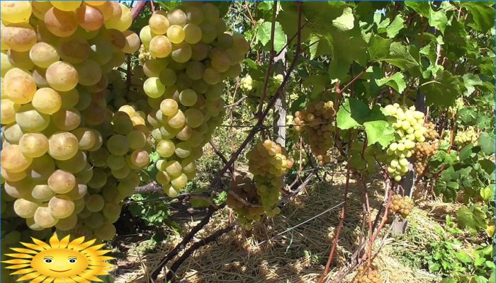 Okos szőlőskert: hogyan lehet helyesen ültetni a szőlőt