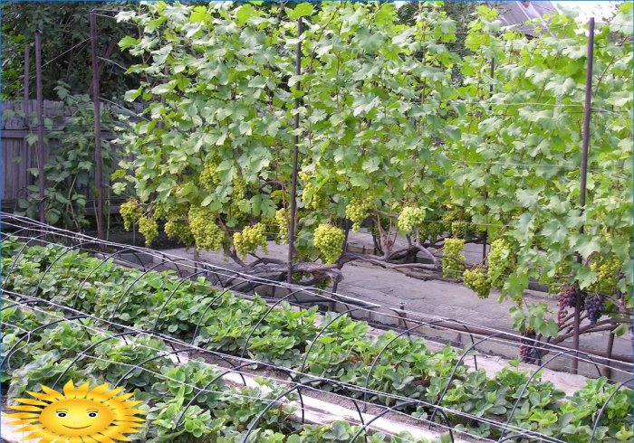 Okos szőlőskert: hogyan lehet helyesen ültetni a szőlőt