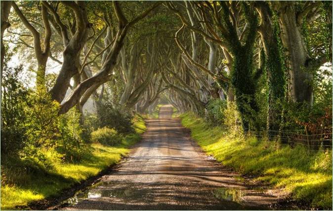 A Dark Hedges bükkös sikátor a Trónok harcából