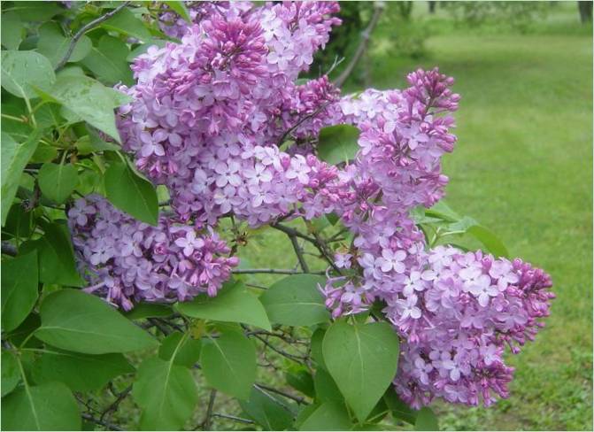 Szokatlan ötlet egy kerthez. Lilac