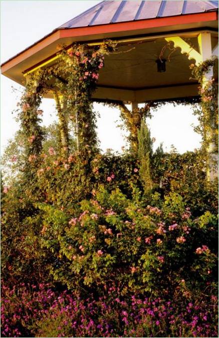 Kerti pergola ötletek: pergola mászó növényekkel Kerti pergola ötletek: pergola mászó növényekkel