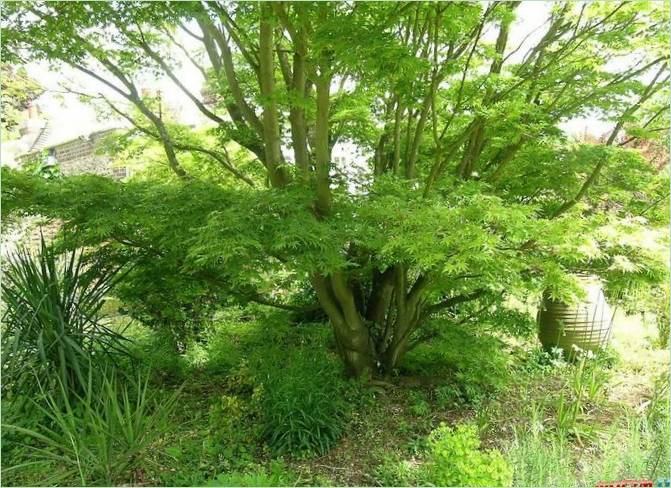 Denmans Lane Gardens