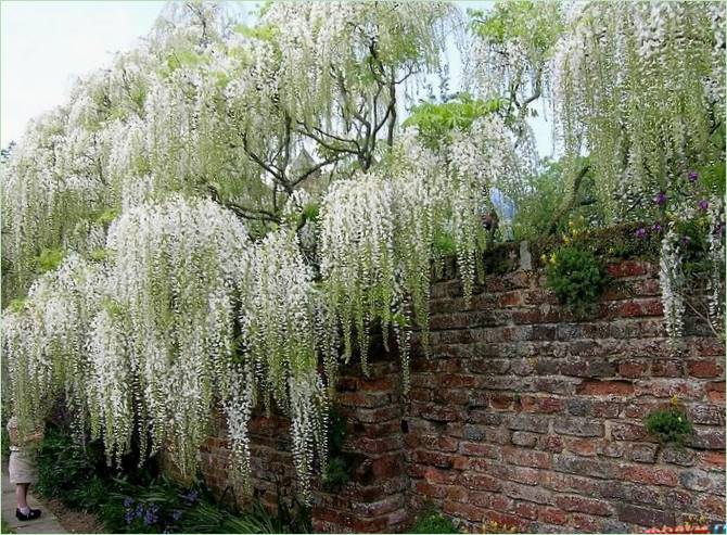 Denmans Lane Gardens Angliában