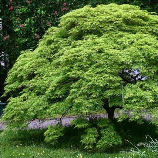 Photo of Japanese red maple in landscape design